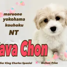 【 キャバション 】大人気MIX犬！むっちりボディのリアルぬいぐるみ