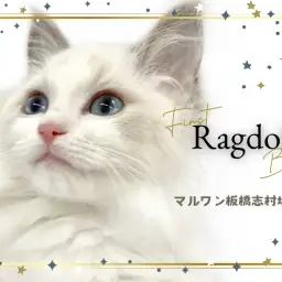 【 ラグドール 】魅惑の瞳と触れ合い好きを兼ね揃えた美形ラグちゃんが登場!