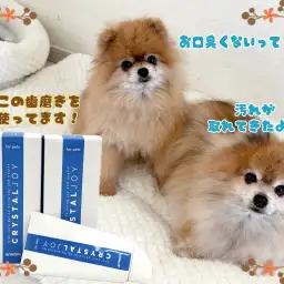 【 クリスタルJOY 】歯磨きチャレンジ!経過報告です!