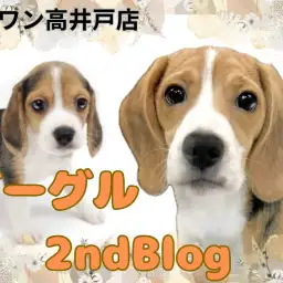 【 ビーグル 】好奇心旺盛度ナンバーワン！生後5ヶ月の天真爛漫なビーグルちゃん