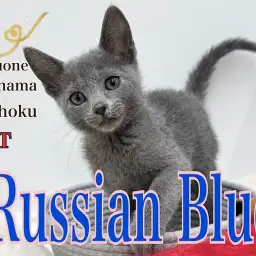 【 ロシアンブルー 】人懐こくてスタイリッシュ！青い美麗な男の子