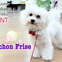 【 ビションフリーゼ 】愛されキャラのビションちゃん、生後5ヶ月の姿を公開!