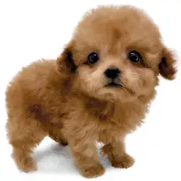 トイ・プードル