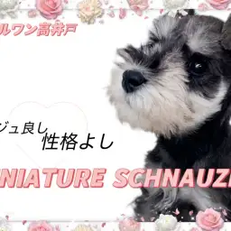 【 ミニチュアシュナウザー 】The王道！お顔も性格も良いシュナの魅力大公開！