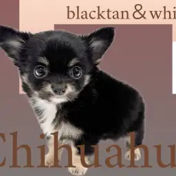 【 チワワ 】キリっとしたマロ眉！大人気な小さめサイズのブラタンチワワ！