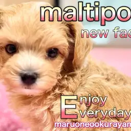 【 マルプー 】はじめまして!クリスマスに誕生したプリンセスなの!