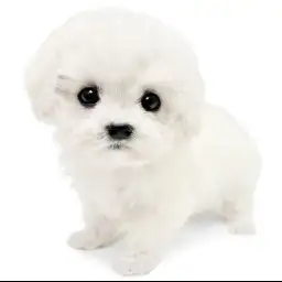 ビションフリーゼ