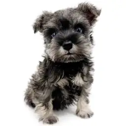 ミニチュア・シュナウザー