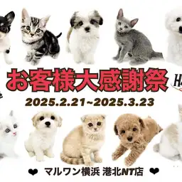 【 お客様大感謝祭開催中 】可愛いワンニャン勢揃い！港北NT店で素敵な出会いを
