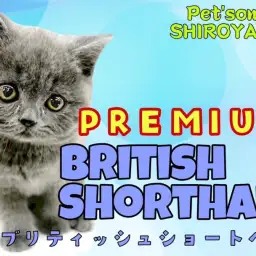 【 ブリティッシュショートヘア 】プレミアム認定！お顔・性格良しのイケにゃんこ