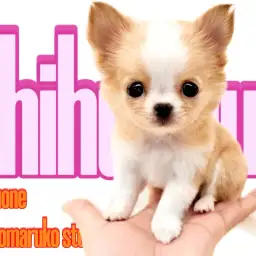 【 チワワ 】カラーリングと太陽のような性格が最大の魅力!小さめサイズの女の子!