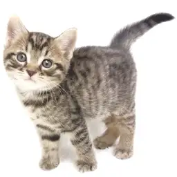 アメリカンショートヘア