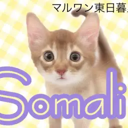 【 ソマリ 】鮮やかレッドカラーの超甘えん坊!子ライオンのような子猫ちゃん