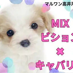 【 MIX 】希少だけど大人気！最強に可愛いビジュアルを誇るビショキャバの女の子