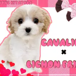 【 MIX 】オンリーワンな可愛さを持つ奇跡のmix、キャバションが降臨!