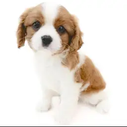 キャバリア・キングチャールズ・スパニエル