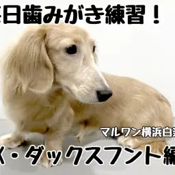 【 カニンヘンダックスフント 】毎日歯みがき練習！Kダックスくん編