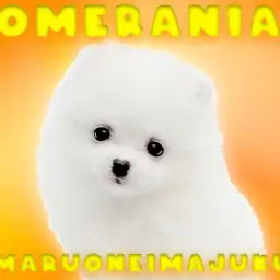 【 ポメラニアン 】生後68日体重700g!小さめ爆毛の白たぬきポメ登場!