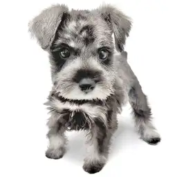 ミニチュア・シュナウザー