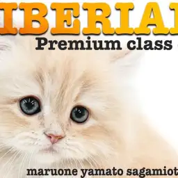 【 サイベリアン 】プレミアム認定!最高級の被毛と圧倒的容姿は可愛さ間違いなし!