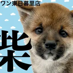 【 柴犬 】胡麻柴風の黒差し毛が魅力。堂々たる赤柴の男の子！