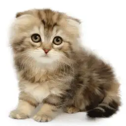 スコティッシュフォールド