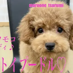 【 トイプードル 】生後4ヶ月を迎え華麗に成長中のレッドの女の子!!