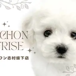 【 ビションフリーゼ 】東京都板橋区にお淑やかで甘えん坊なビションちゃんが降臨!