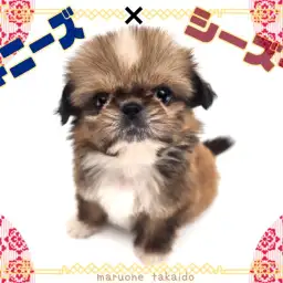 【 ぺキニーズ×シーズー 】激レアMIX犬!究極の鼻ぺちゃプリンセス!
