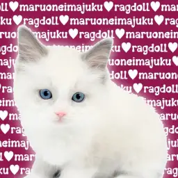 【 ラグドール 】究極の癒し系ニャンコ！聖夜に生まれた目ヂカラ最強の美少女降臨！