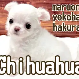 【 チワワ 】明るいクリームカラーの好奇心旺盛BOY！