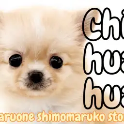 【 チワワ 】チャンピオンの素質を受け継ぐ究極の癒し系ドワーフ体系の男の子見参！