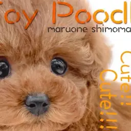 【トイプードル】極上ルックスの持ち主!ふわもこトイプーちゃんとのあったかライフ!