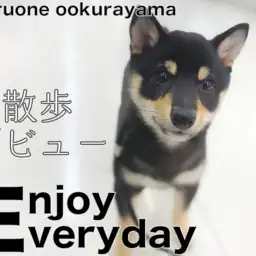 【 豆柴 】不動柴・塩対応・柴距離を披露？！ドキドキお散歩デビュー！