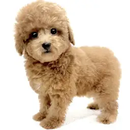 トイ・プードル