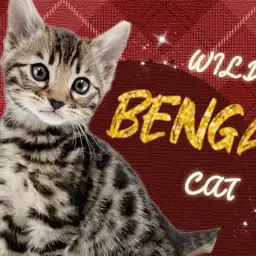 【 ベンガル 】東川口店久々の登場！ワンランク上の美しすぎる柄にご注目！