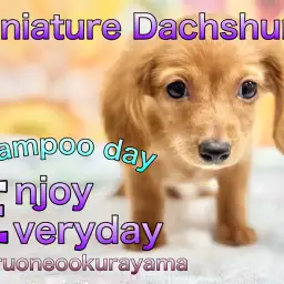 【 ミニチュアダックス 】水も滴る可愛いワンコ！おうちでシャンプーできちゃうよ！