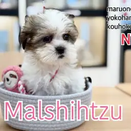 【 マルシーズー 】人見知りゼロ!とってもフレンドリーなマルシーズーちゃん登場