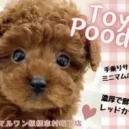【 トイプードル 】手乗りサイズの小さなボディ!童顔フェイスのトイプーが登場!