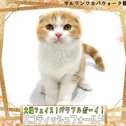 【 スコティッシュフォールド 】大福フェイスのパワフルボーイなスコちゃん！