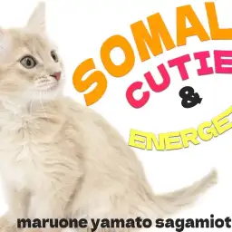 【 ソマリ 】ベイビーチャンピオンは伊達じゃない!圧巻の容姿と懐こい性格を紹介!