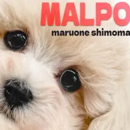 【 マルプー 】抜け毛が少なく可愛いルックスも抜群!テディベア系MIXの女の子!