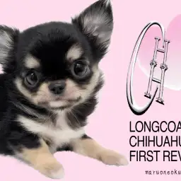 【 チワワ 】最高ルックス！脅威のドワーフ！パワー溢れる性格！