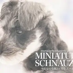 【 ミニチュアシュナウザー 】生後3ヶ月を迎えたエレガントグレーのレディーをレポート！
