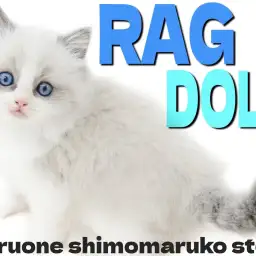 【 ラグドール 】クールな目元が印象的！究極に甘え上手でスカイブルーの瞳を持つ猫