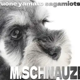 【 シュナウザー 】賢く愛情たっぷり！モノクロカラーがカワイイ最高のパートナー！