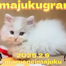 【 イマジュクグラム 】クリームタビーの甘え上手なサイベリアンの男の子！