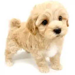 MIX（マルチーズ×トイプードル）