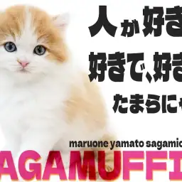 【 ラガマフィン 】人が好きで、へそ天も見せてくれる!懐っこい猫が好きな方は必見