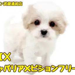【 キャバション 】キャバリアとビションの希少なMIX!小さめサイズの女の子!